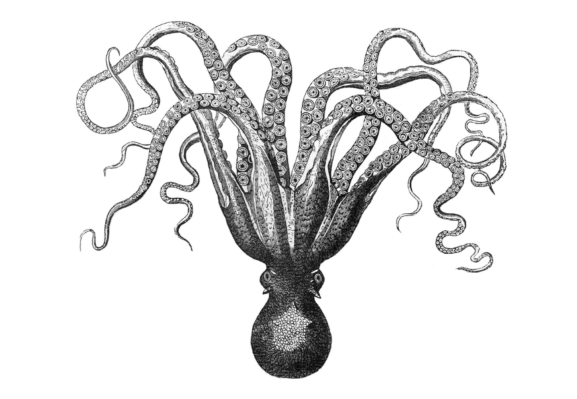 octopus illustration