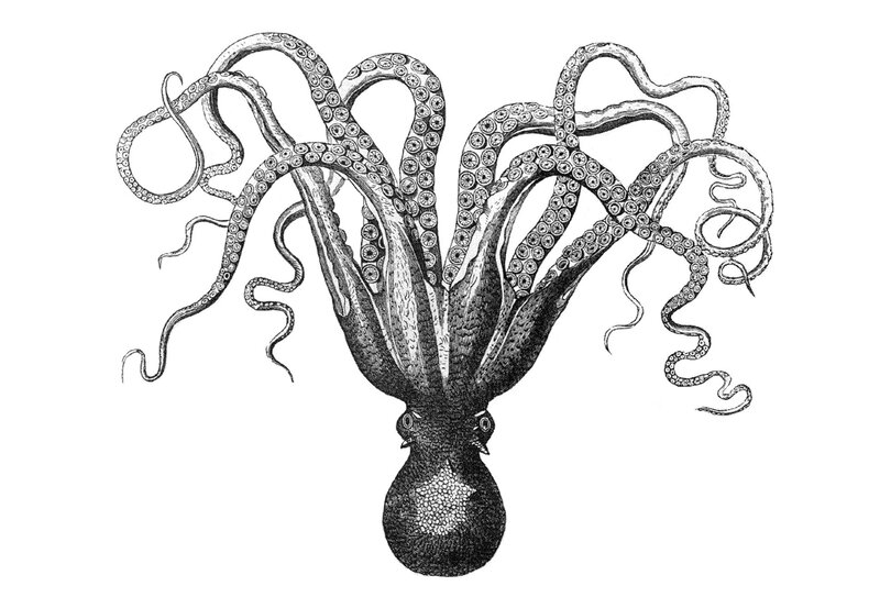 octopus illustration