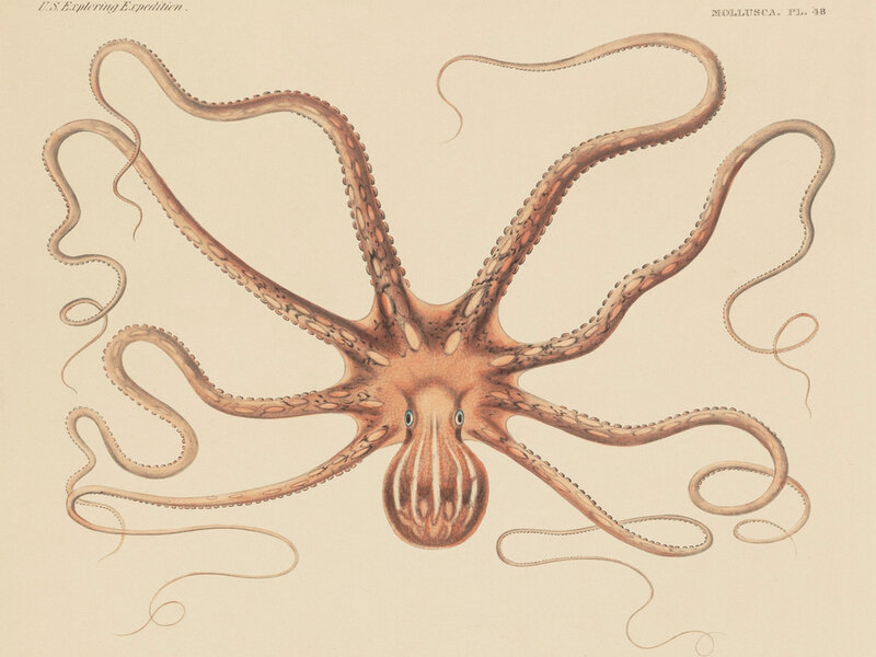 Octopus illustration from expedition