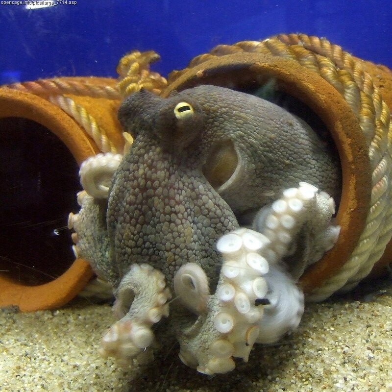 Octopus in a陶管