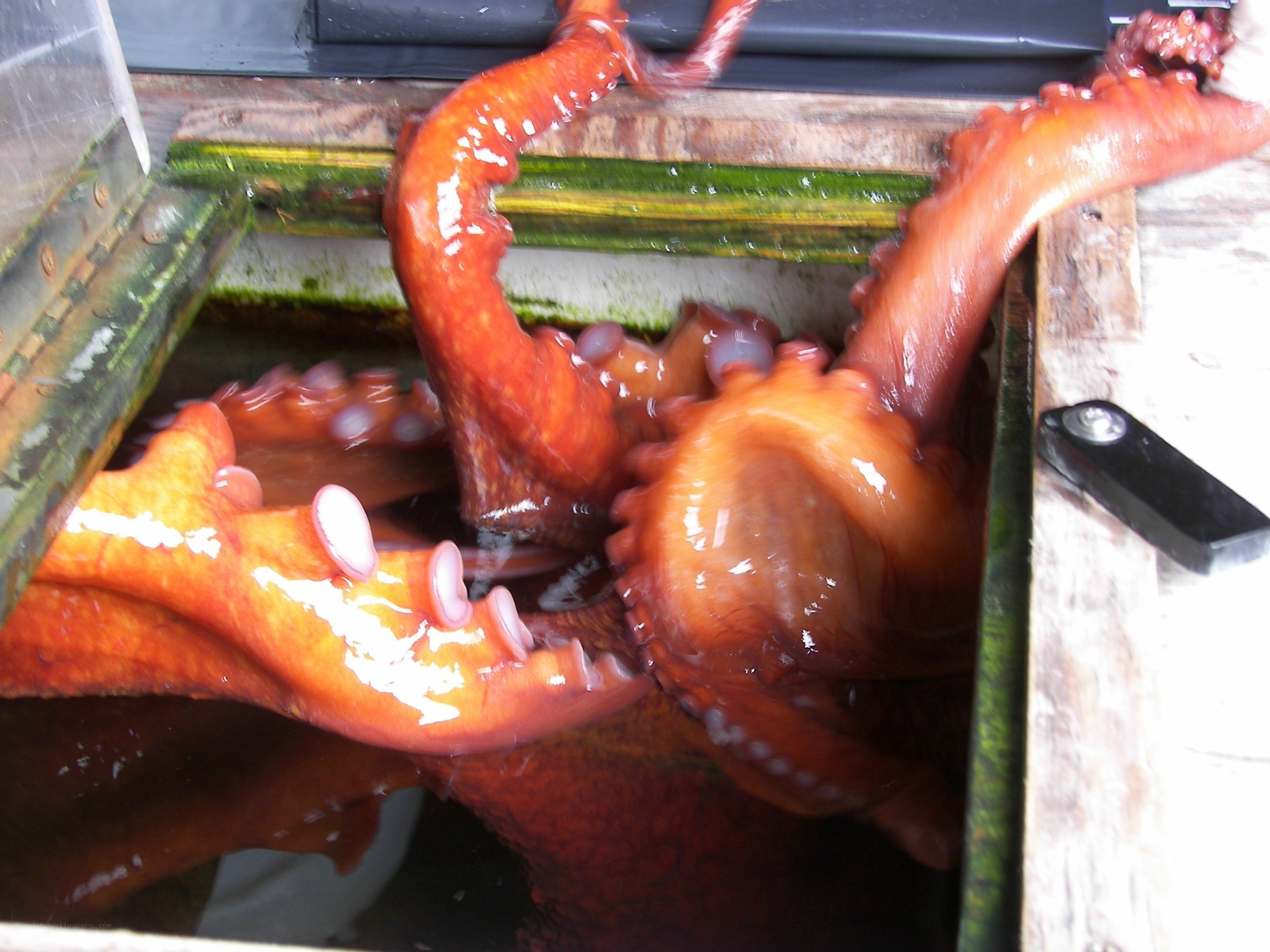 Octopus in a container