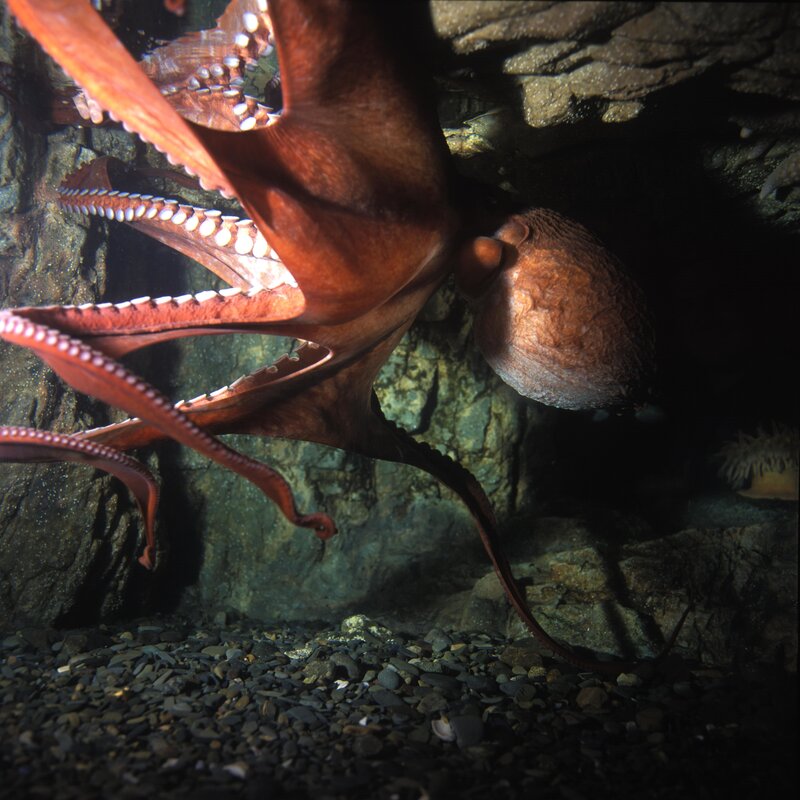 Octopus in a rocky crevice