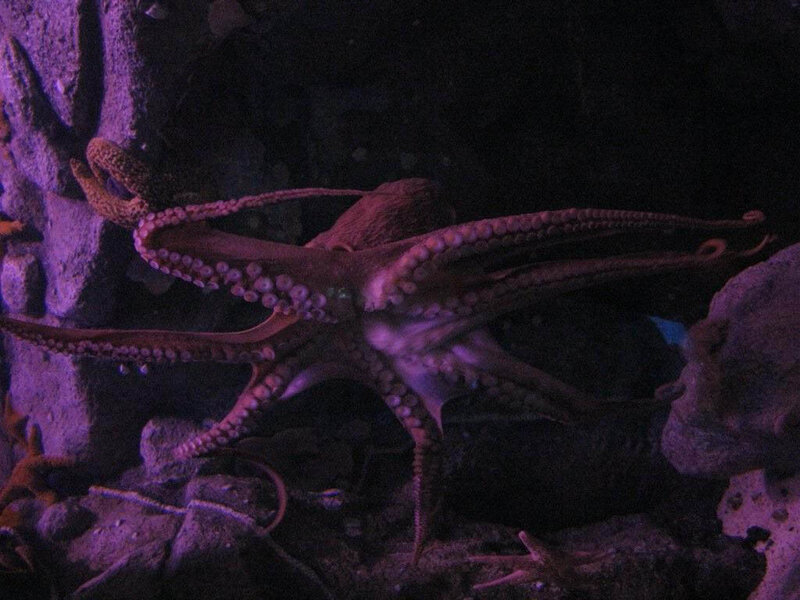 octopus in aquarium