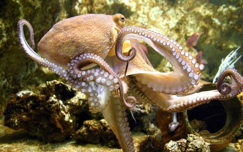 Octopus in Aquarium — Brown, Calm