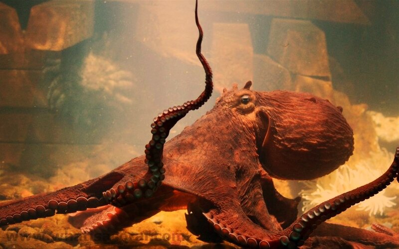 Octopus in Aquarium — Brown
