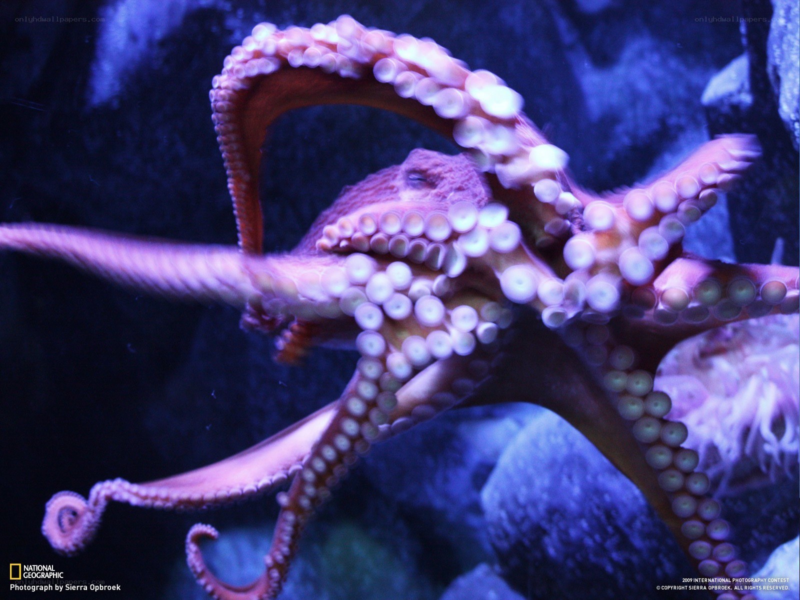 Octopus in aquarium