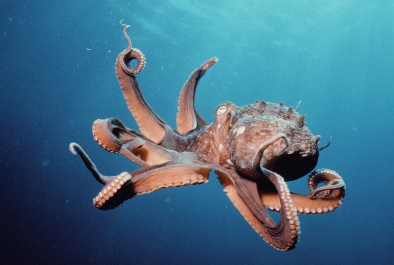 Octopus in Blue Water — Calm
