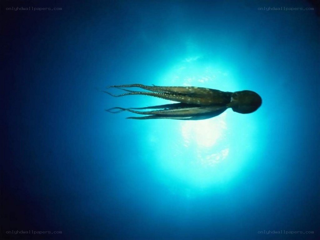 octopus in blue water