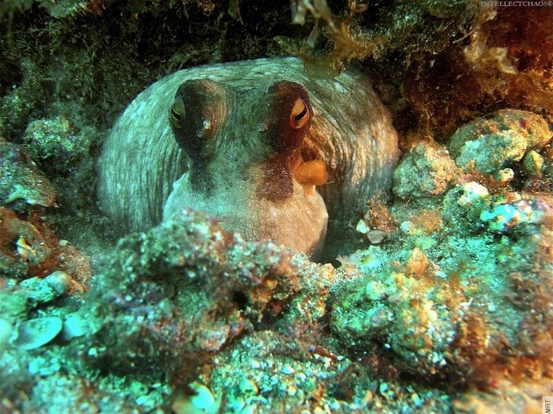 octopus in coral reef