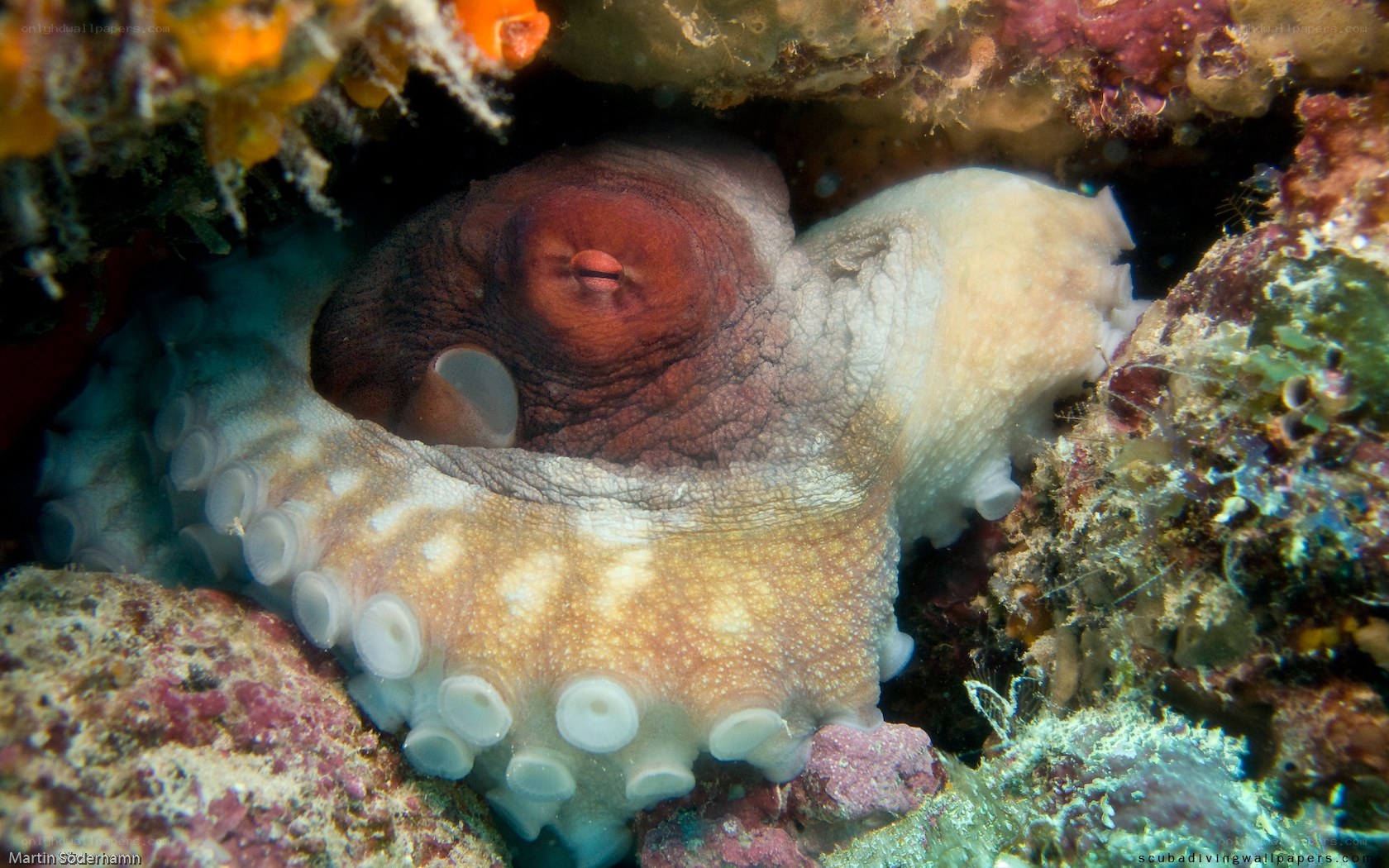 octopus in coral reef