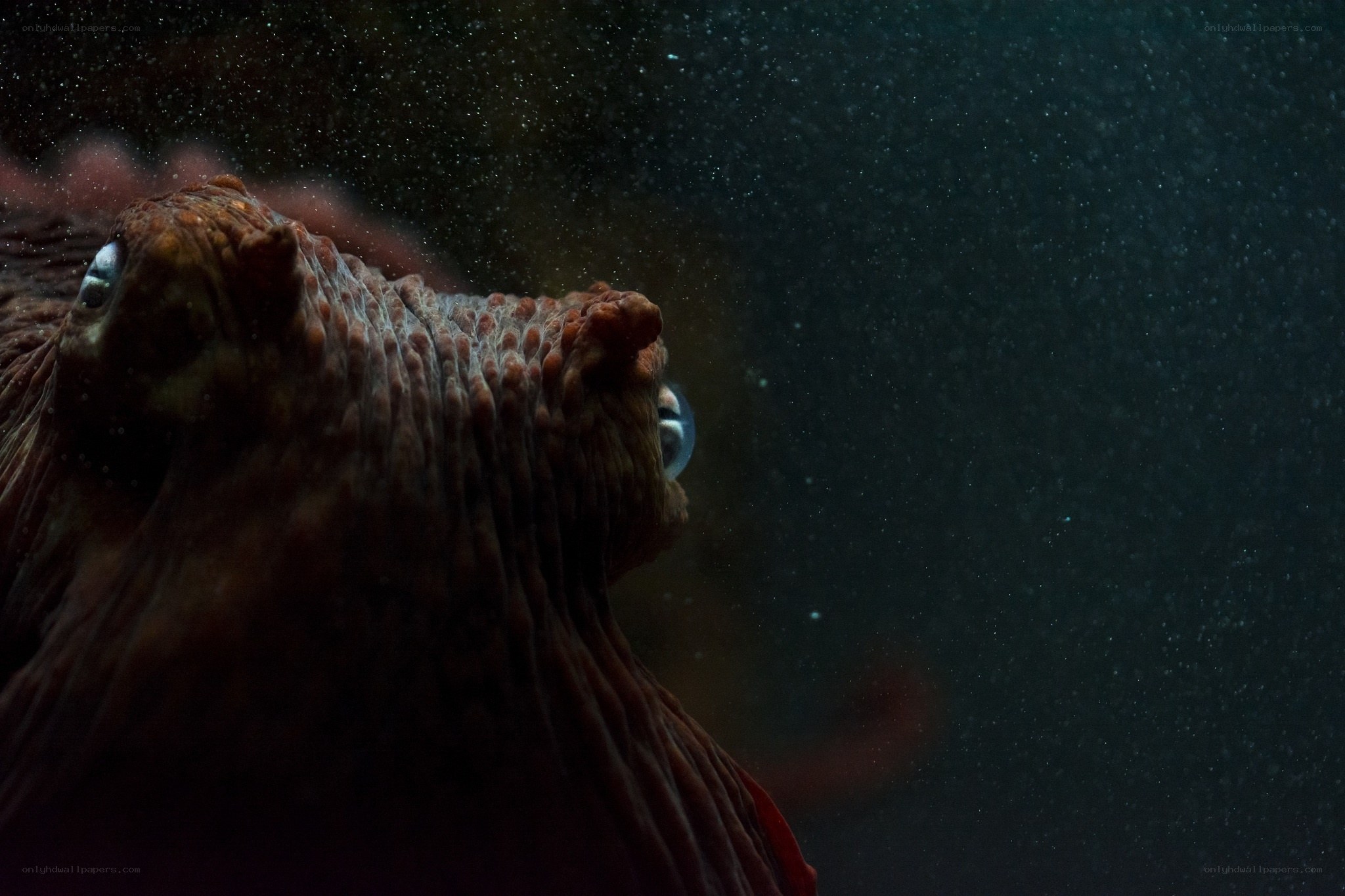 Octopus in dark water