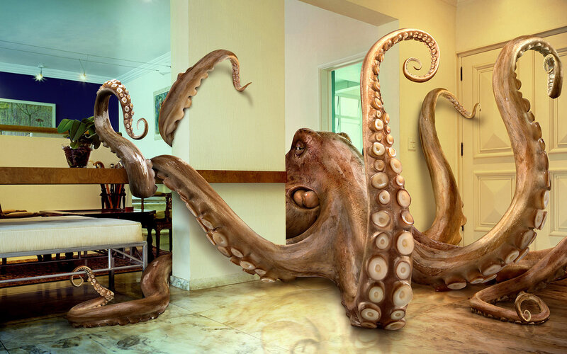 octopus in living room