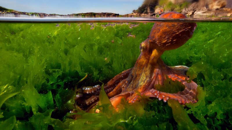 Octopus in Seaweed — Green