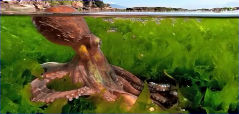 Octopus in Seaweed
