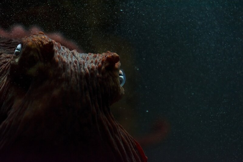 Octopus in Water — Brown