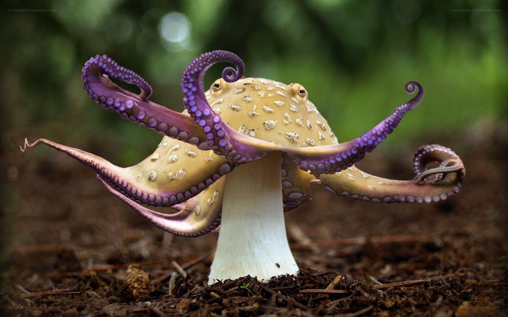 octopus mushroom hybrid