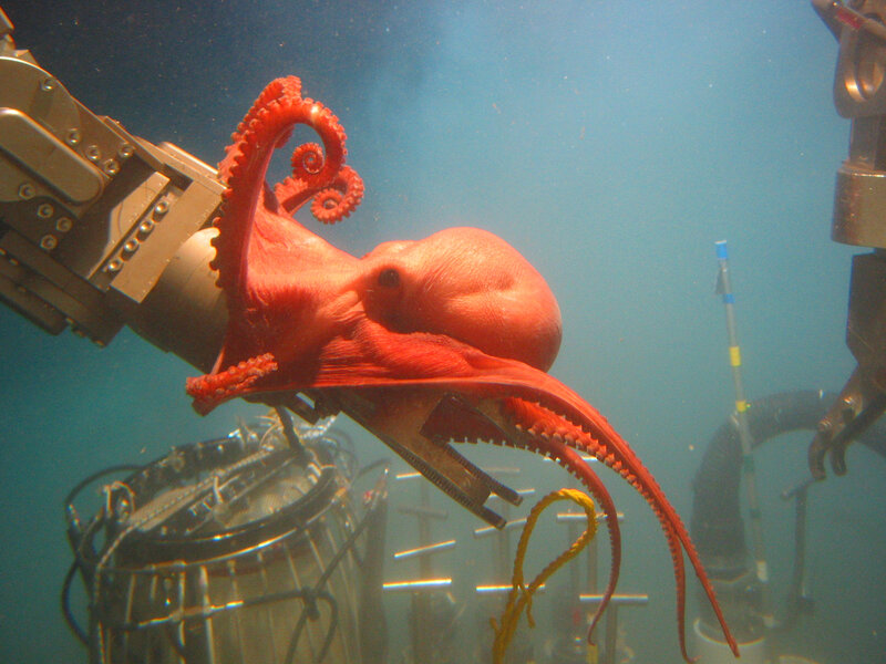 octopus near underwater equipment