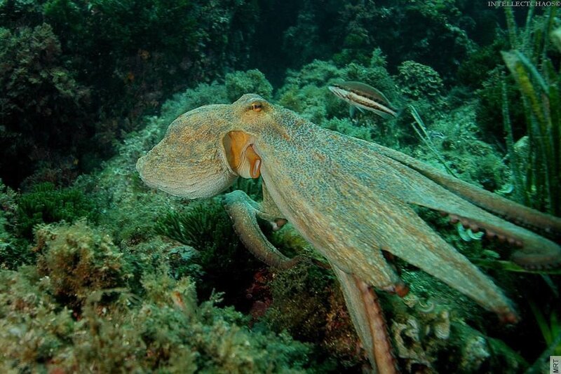 Octopus on a coral reef