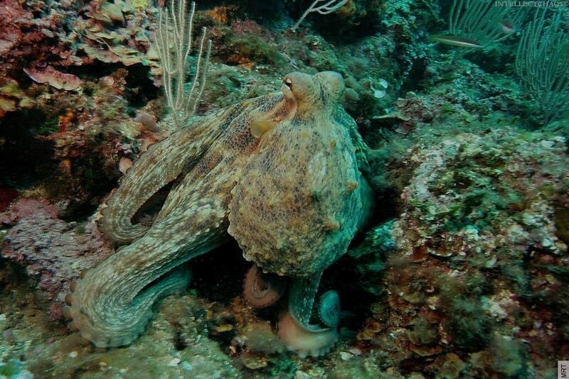 Octopus on a coral reef