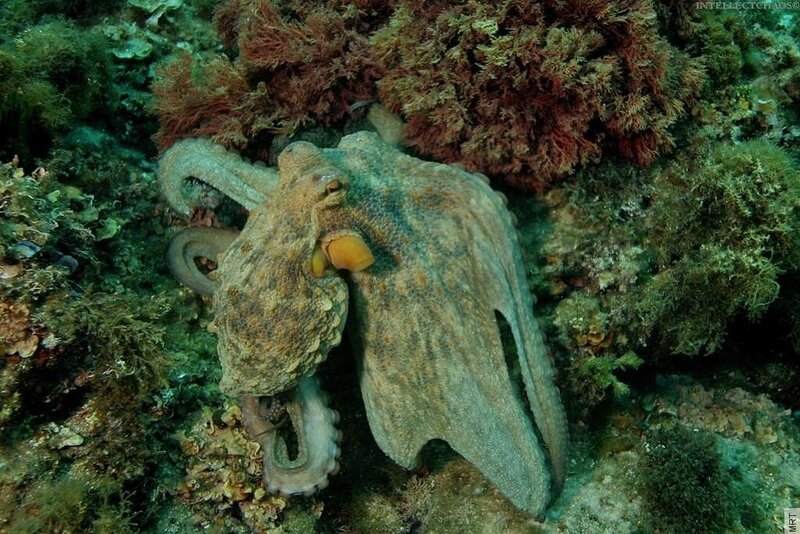 Octopus on a coral reef