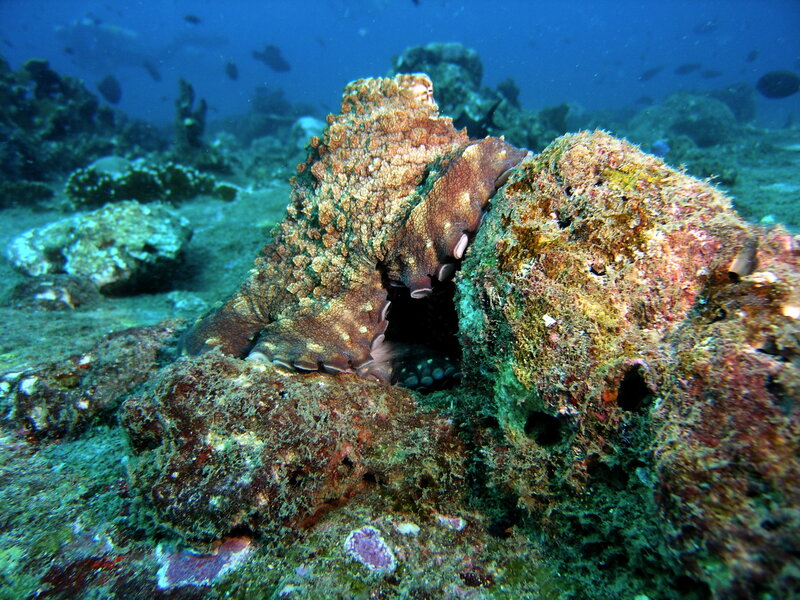 Octopus on a coral reef