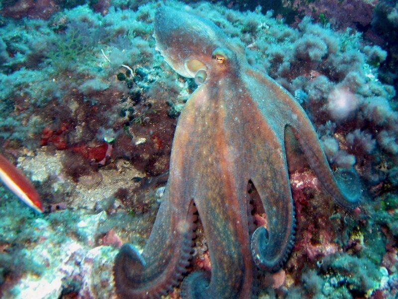 Octopus on a coral reef