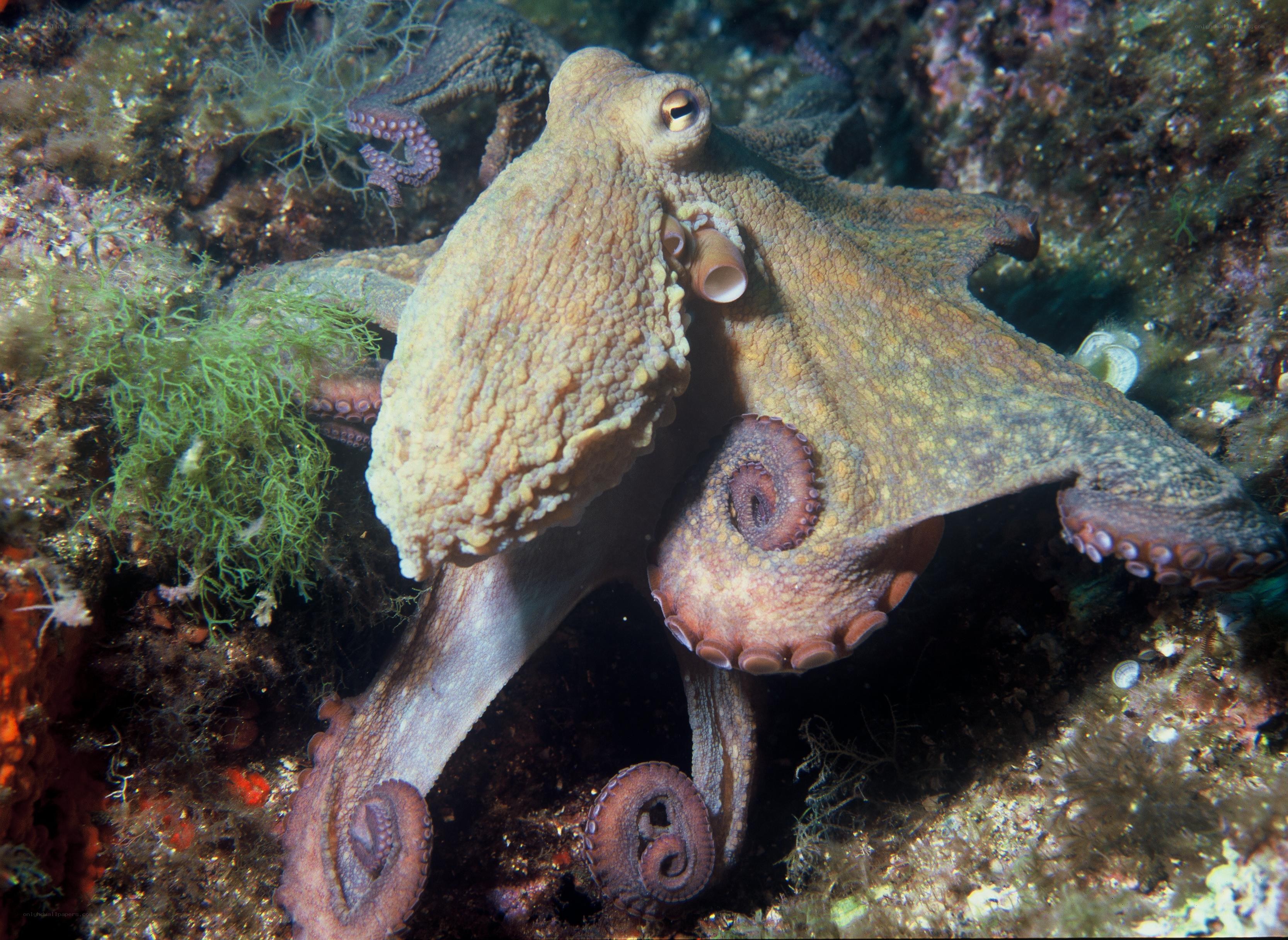 Octopus on a rocky reef