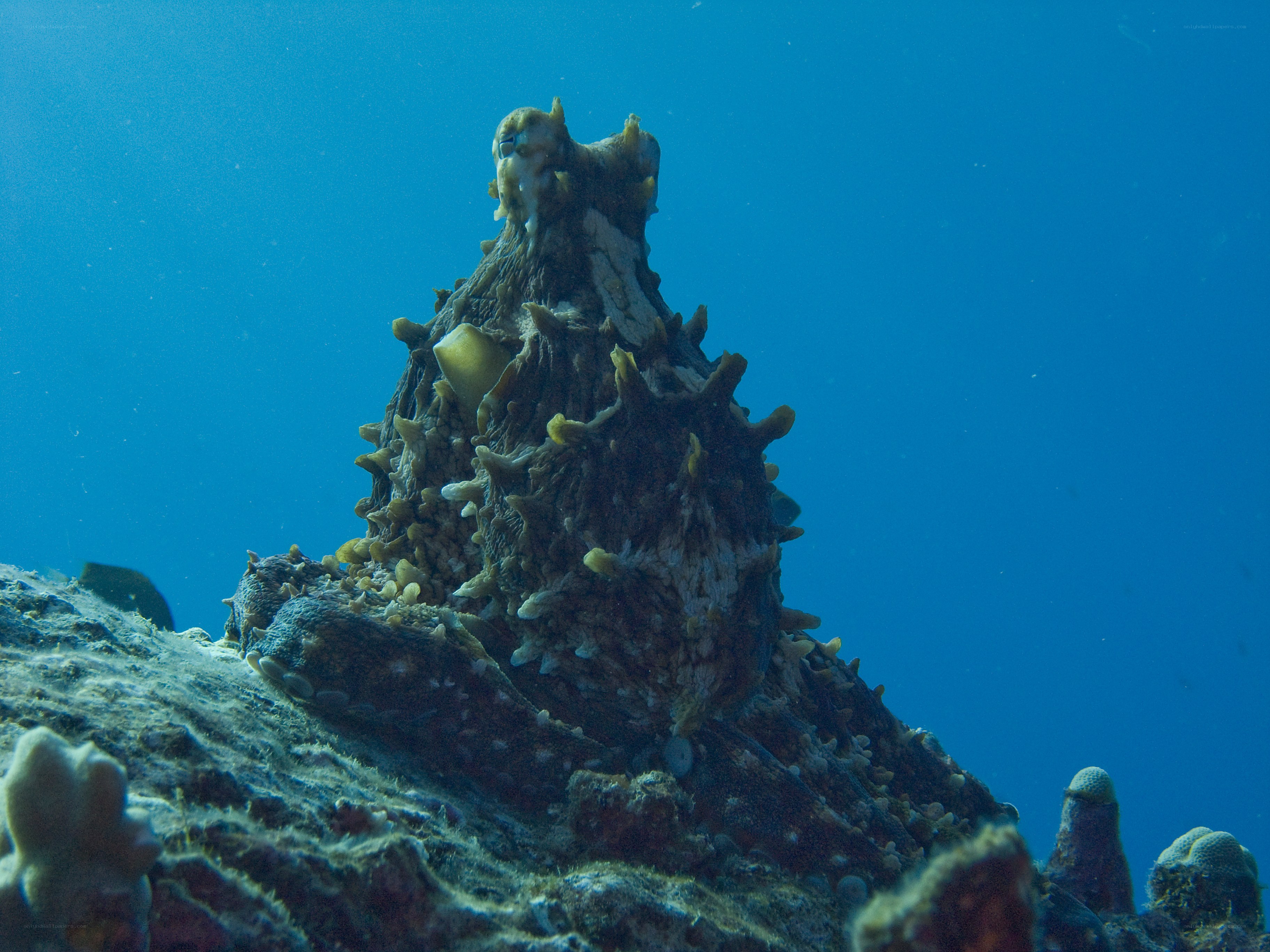 Octopus on coral reef