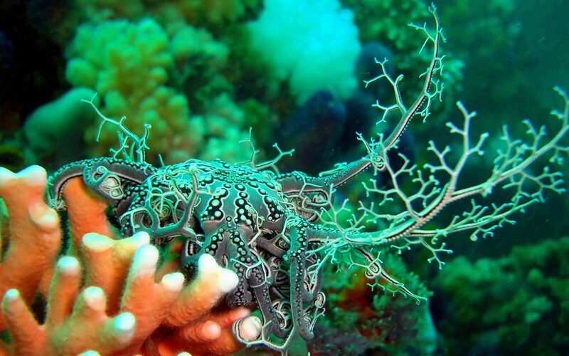 Octopus on Coral