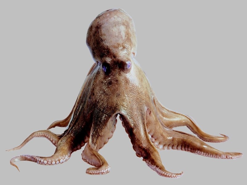 Octopus on Gray Background