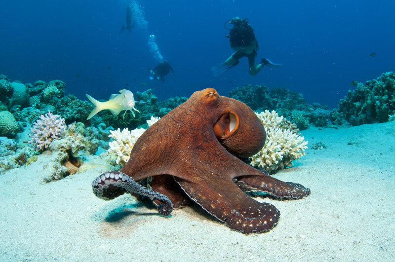Octopus on Ocean Floor — Blue