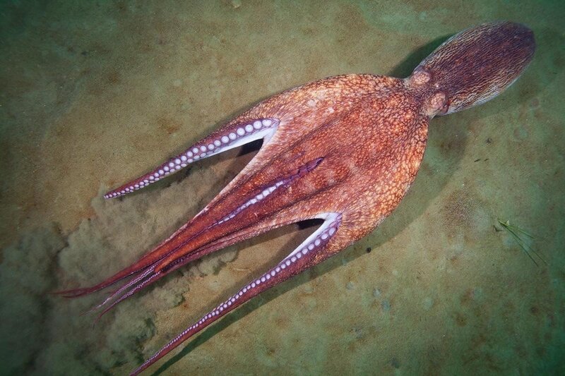Octopus on Ocean Floor — Brown, Calm