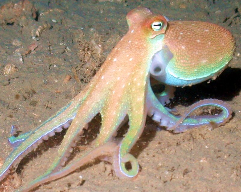 Octopus on Ocean Floor