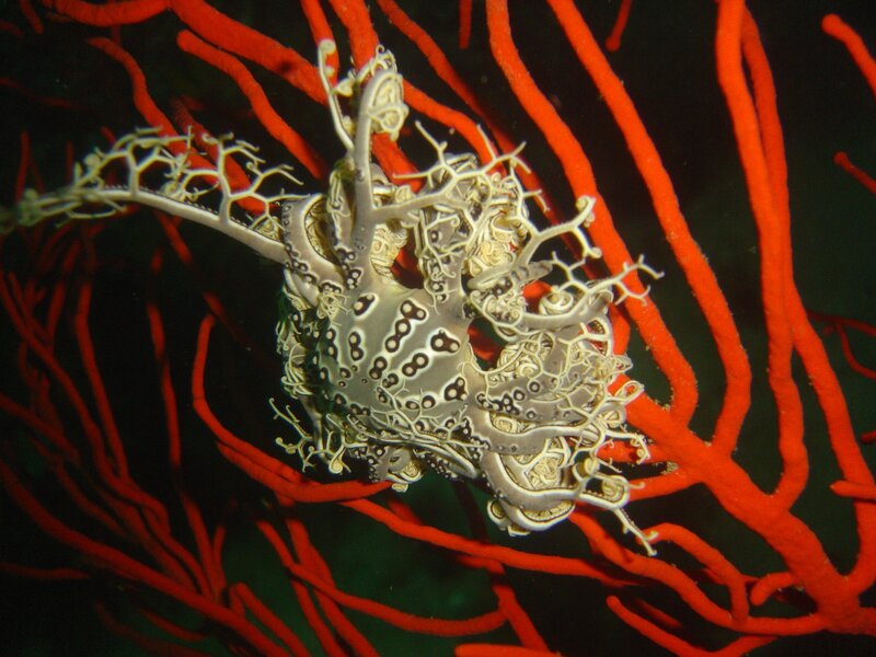 Octopus on red coral