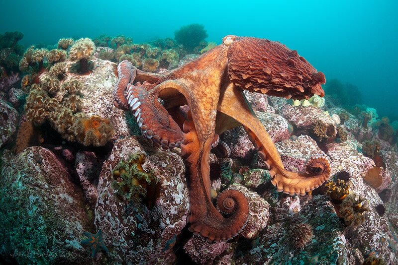Octopus on Rocky Reef