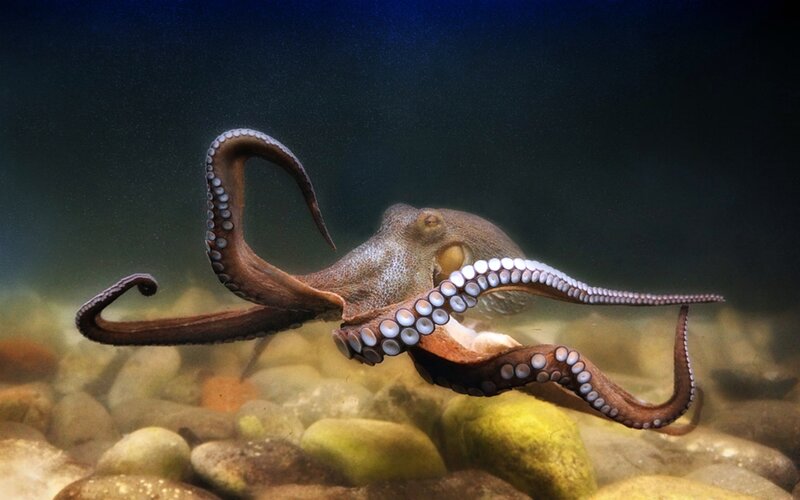 Octopus on Rocky Seabed — Brown, Dramatic, Photograph