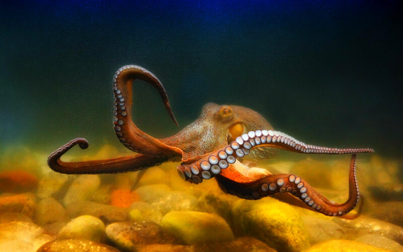 Octopus on Rocky Seabed — Brown, Dramatic