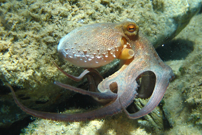 Octopus on Rocky Seabed — Brown