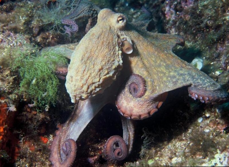 Octopus on Rocky Seabed