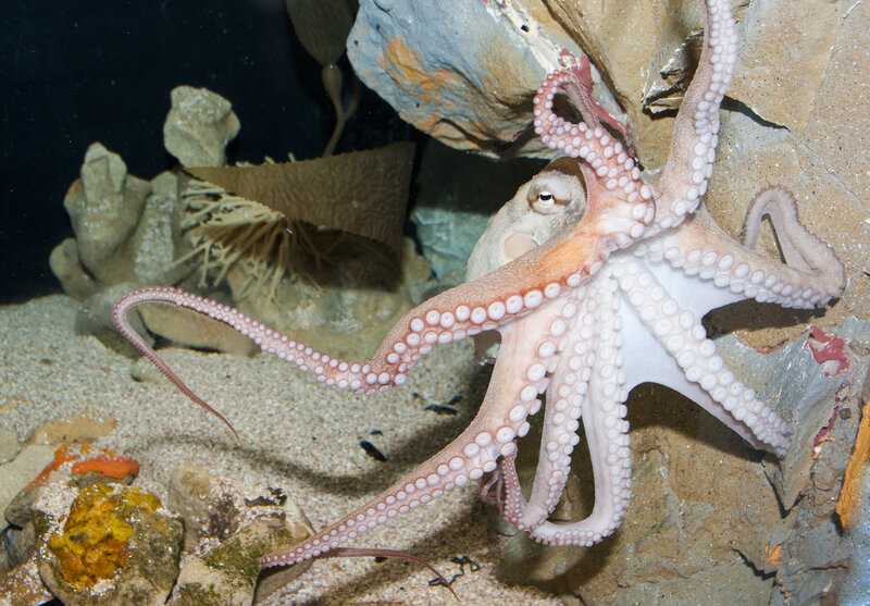 Octopus on Rocky Surface
