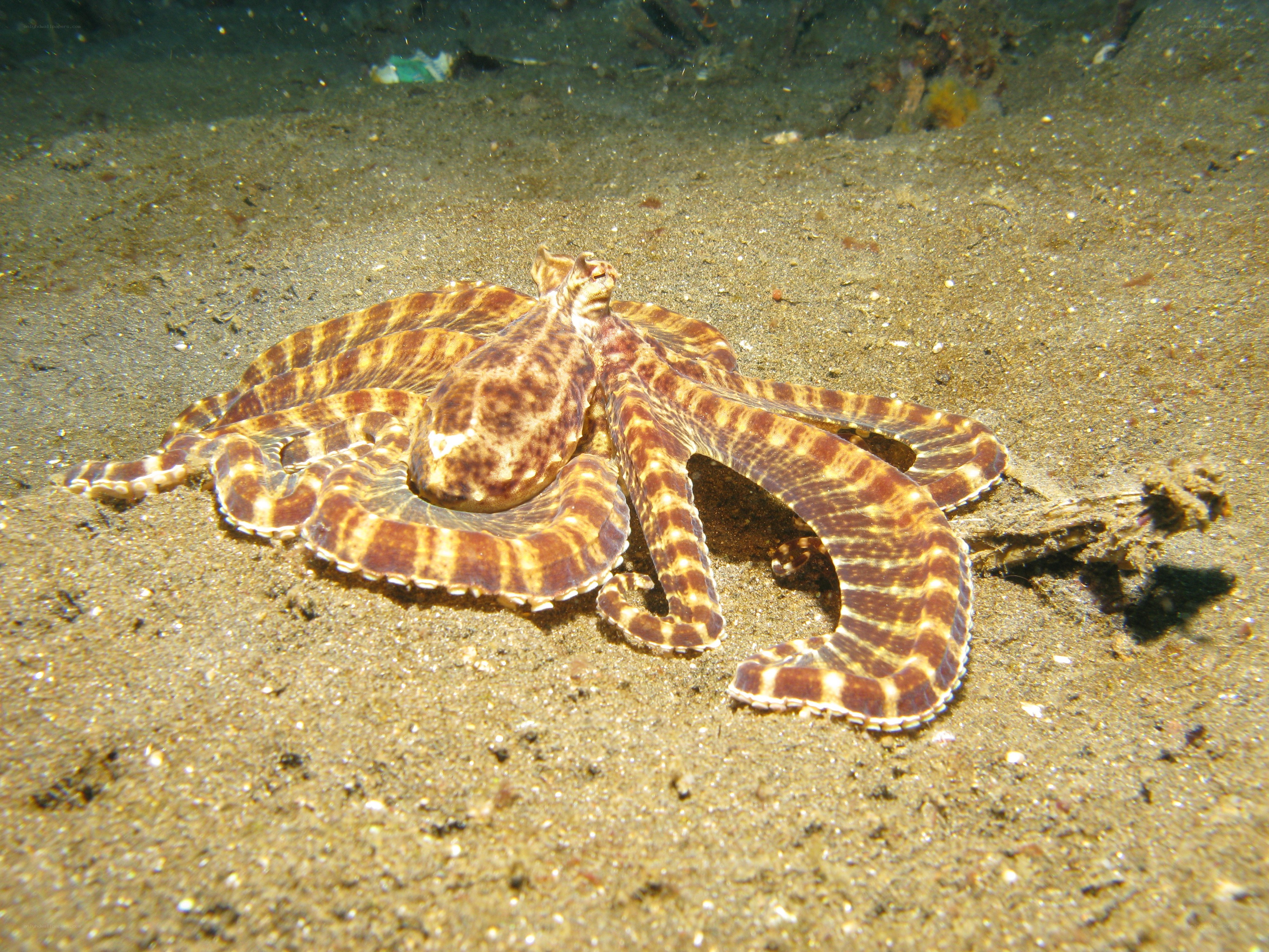Octopus on sandy ocean floor