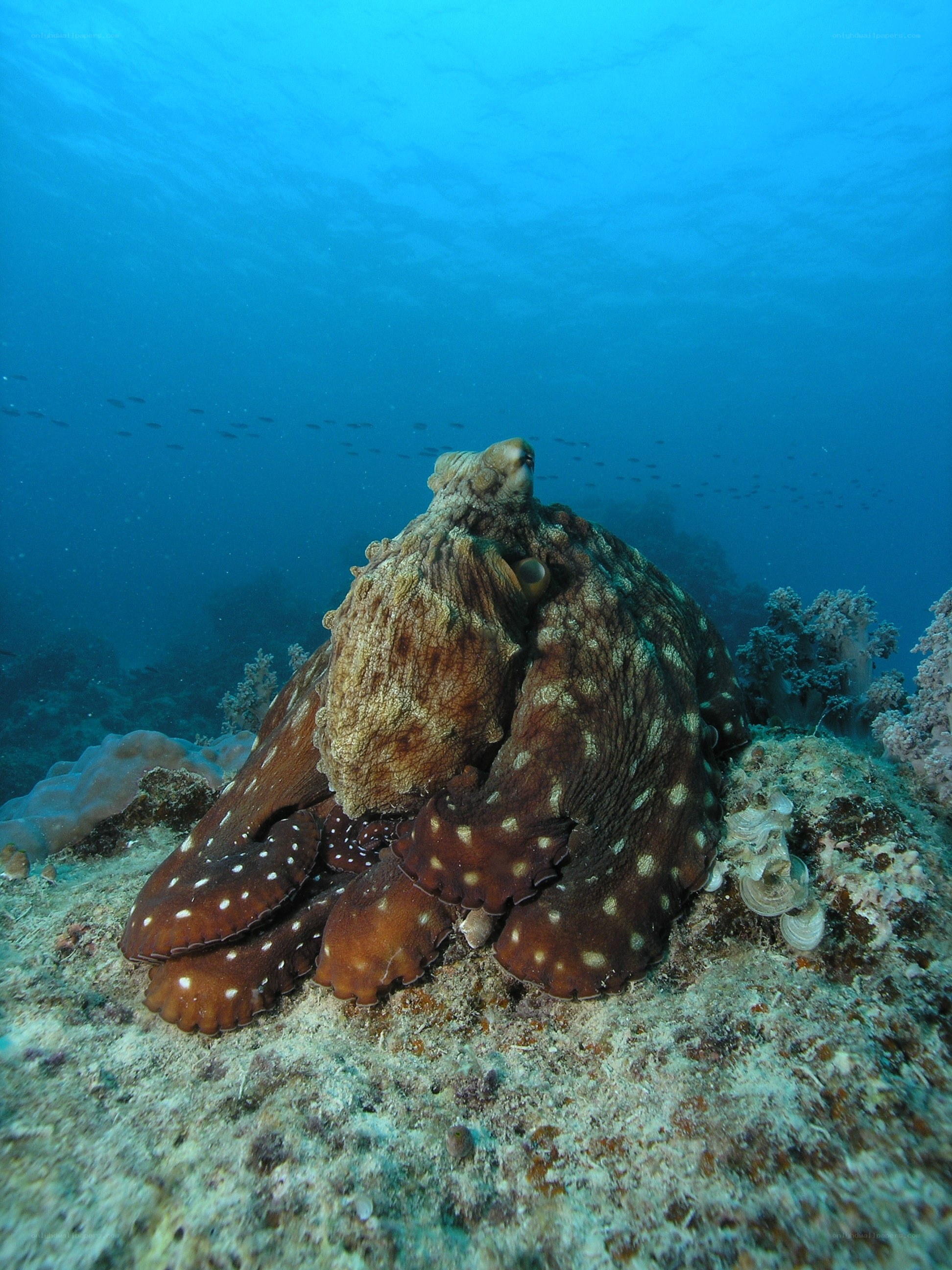 Octopus on the ocean floor