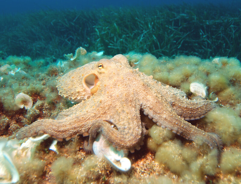 Octopus on the seafloor