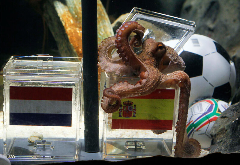 Octopus predicts World Cup winner