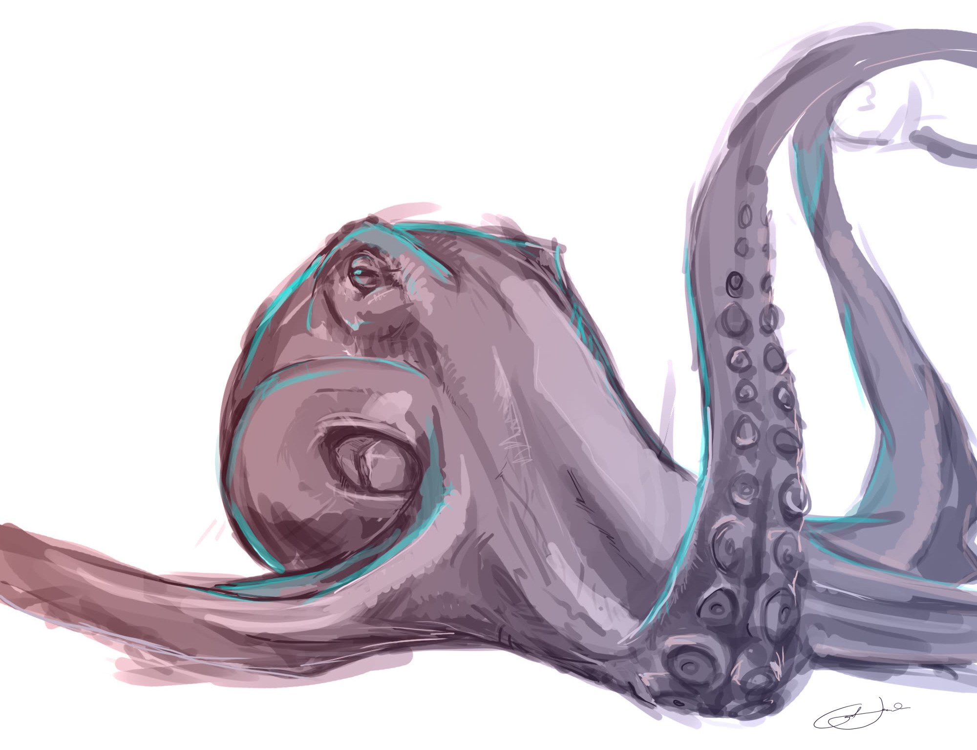 octopus sketch illustration