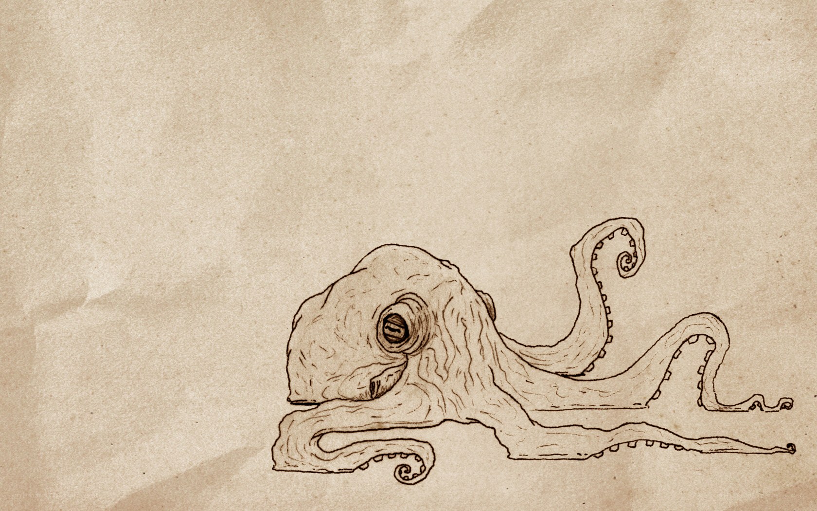 octopus sketch on aged paper