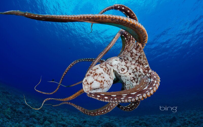 Octopus swimming in blue water