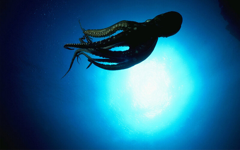 Octopus swimming in blue water