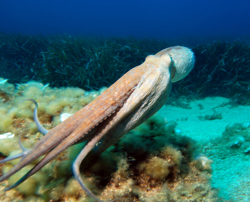 Octopus swimming in the ocean
