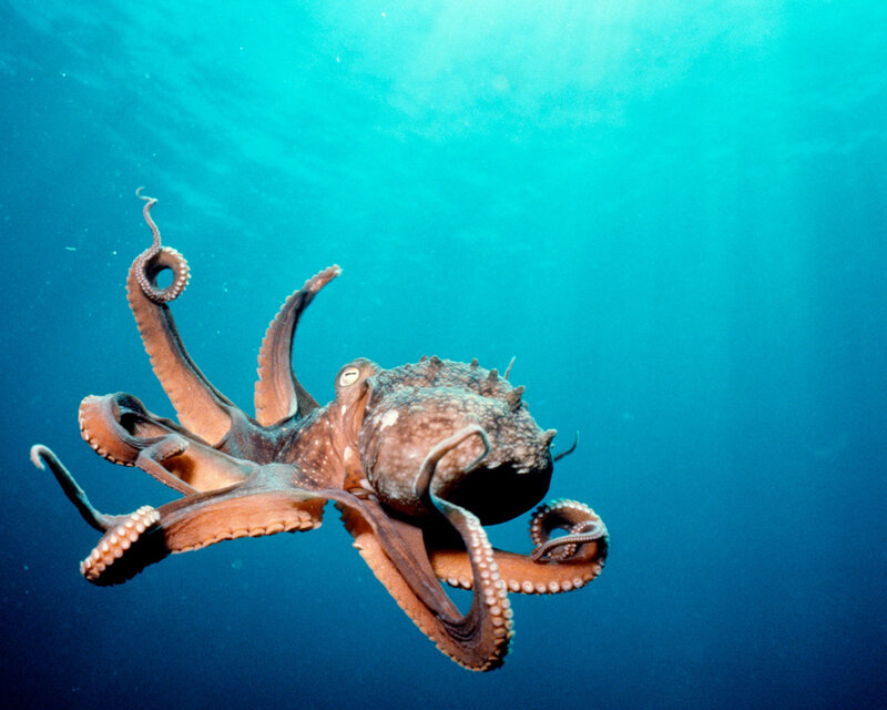 Octopus swimming underwater